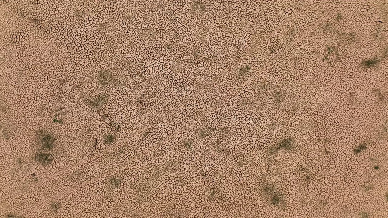 干旱的影响