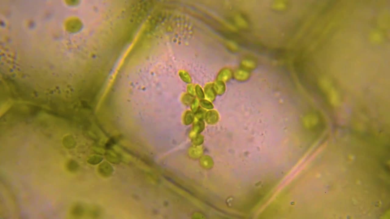 叶细胞分裂。显微镜下的叶绿体。