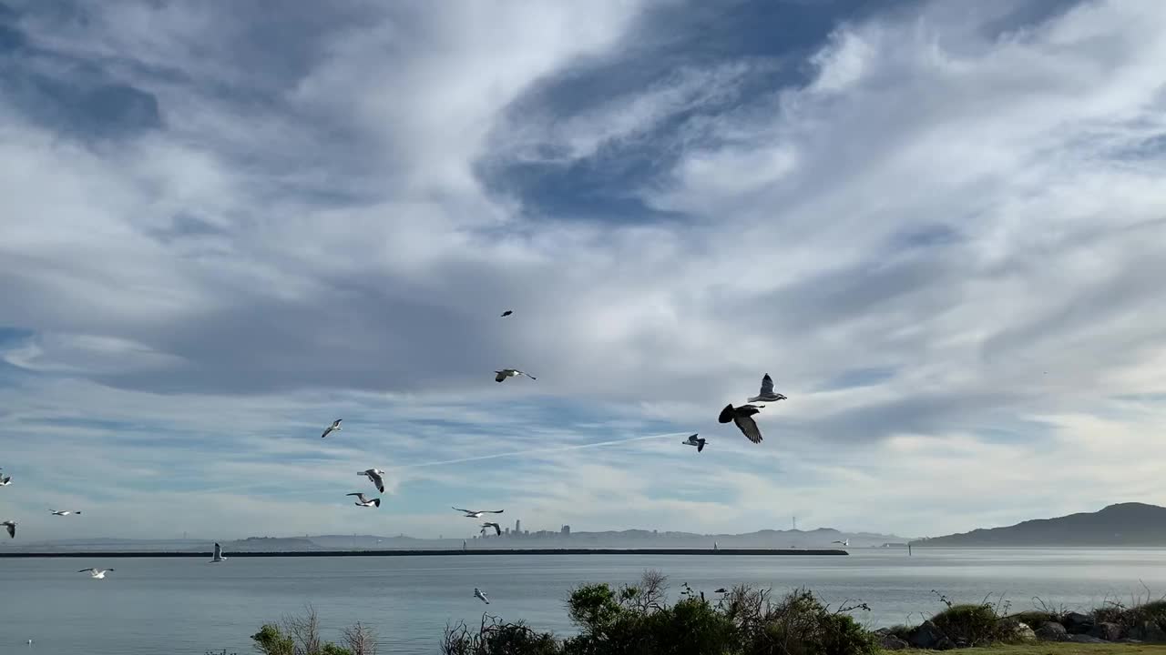 在海上飞翔的海鸟