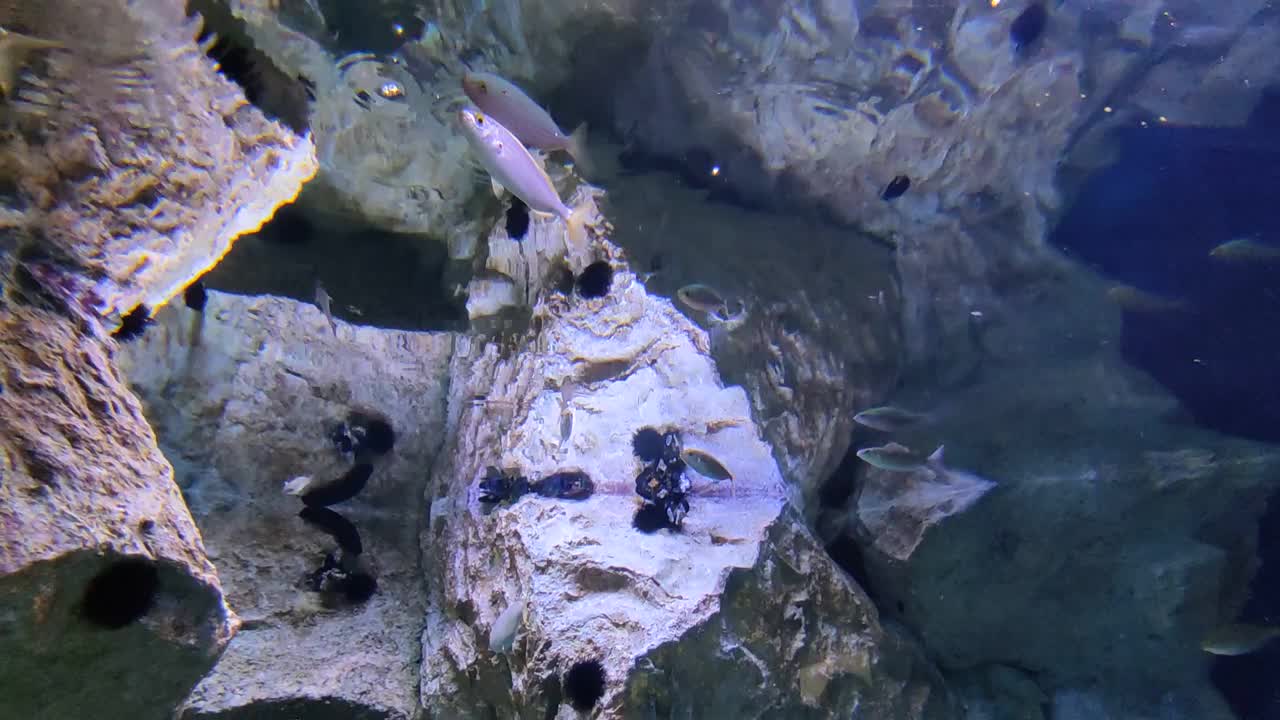 那不勒斯——安东·多恩水族馆里的鱼