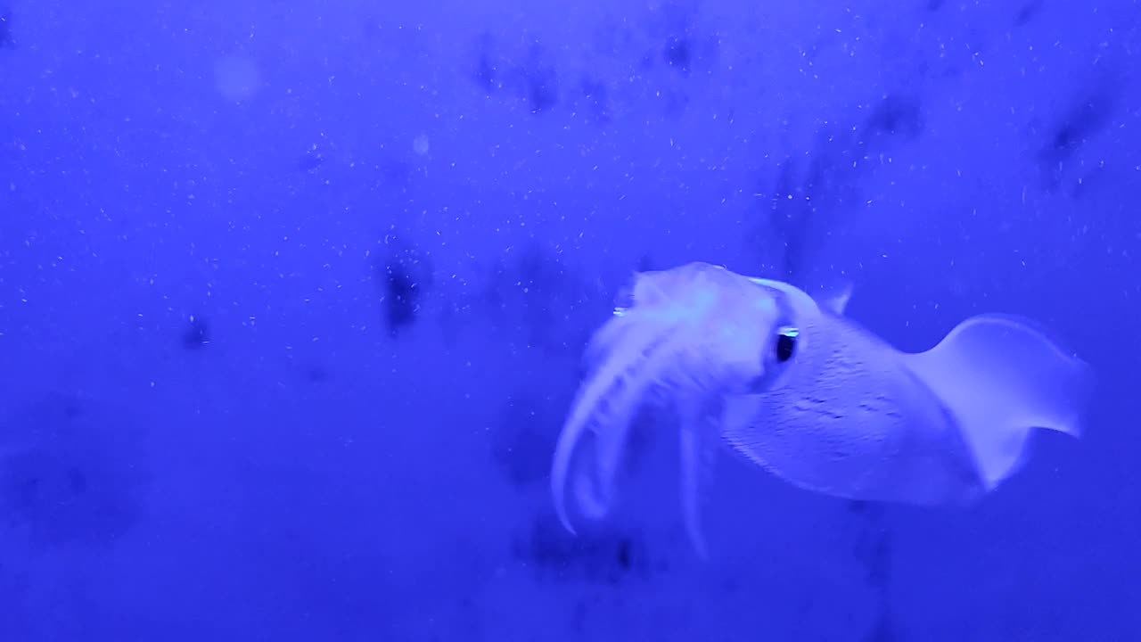 那不勒斯-斯塔齐昂动物水族馆的乌贼