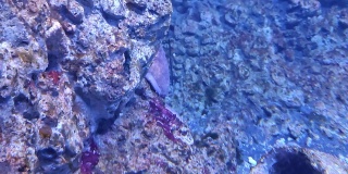 那不勒斯——水族馆的章鱼Stazione动物