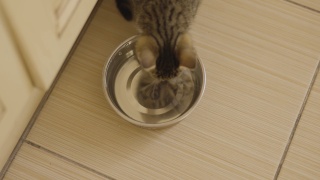 猫喝水。猫水化。