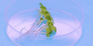 培养皿中的几个芽在蓝色背景上旋转。基因工程和克隆领域的实验室研究