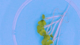 俯视图的几个芽在一个培养皿旋转蓝色背景。基因工程和克隆领域的实验室研究