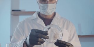 戴着防护橡胶手套和眼镜的研究员博士在培养皿中近距离观察植物。科学实验室的研究工作。