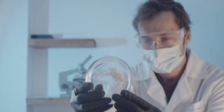 一名戴着橡胶手套和护目镜的研究人员在培养皿中近距离观察植物的一部分。制药行业。科学实验室的研究工作。