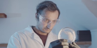 一名戴着橡胶手套、穿着实验服的研究人员在培养皿中近距离观察植物的一部分。男性的脸很模糊。制药行业。科学实验室的研究工作。