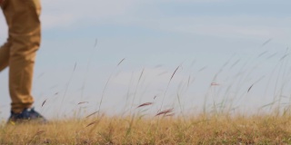 草丛的特写镜头，一个人的腿在背景中行走。夏季旅行背景。有选择地集中在那个印度人前面的草地上。