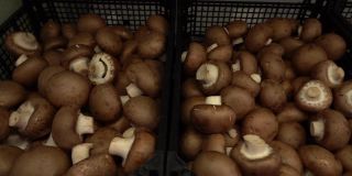 商店货架上新鲜的棕色蘑菇和牛肝菌。