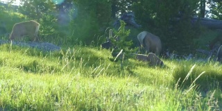 黄石国家公园，蒙大拿州，2021年7月。无人机拍摄到一只公麋鹿和三只母麋鹿在宁静的山坡上吃草，它嗅着空气中所有的气味。