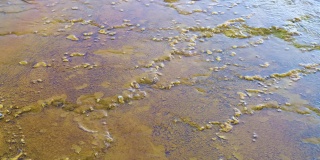 黄石国家公园，蒙大拿州，2021年7月。近距离的地表水径流板跨越一个梯田岩石表面创造营养丰富的藻类池。