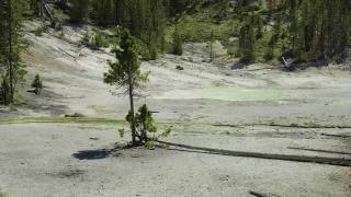 黄石国家公园，美国- 2021年7月。无人机拍摄的两棵活树在微风中与一棵死树倒下在泥附近的绿色矿物泉和森林的背景线。