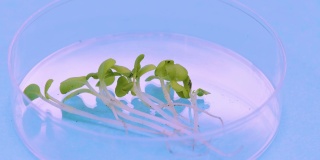 基因工程和克隆领域的研究——培养皿中很少有芽在蓝色背景下旋转