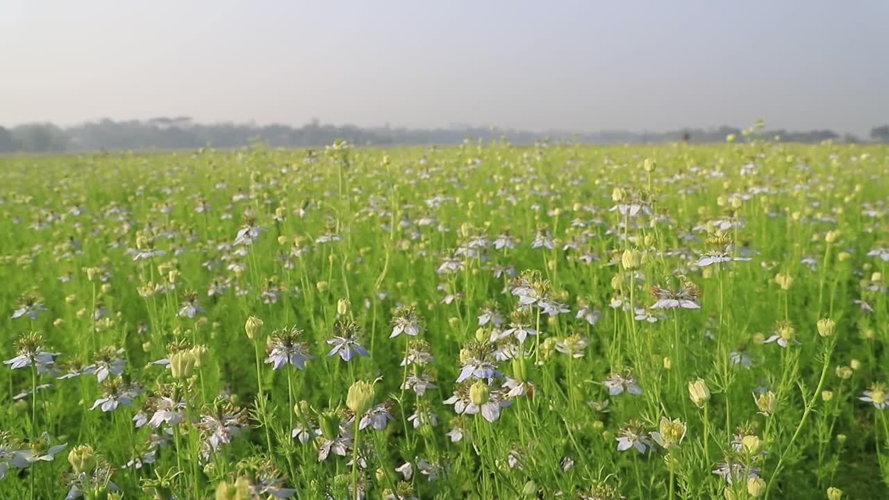 盛开的白色Nigella sativa花在田野的风中摇摆。白色和绿色的花背景景观视图。