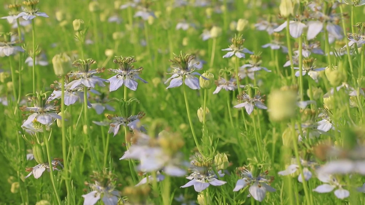 (特写镜头)盛开的白色Nigella sativa花在田野的风中摇曳。白色和绿色的花背景景观视图。