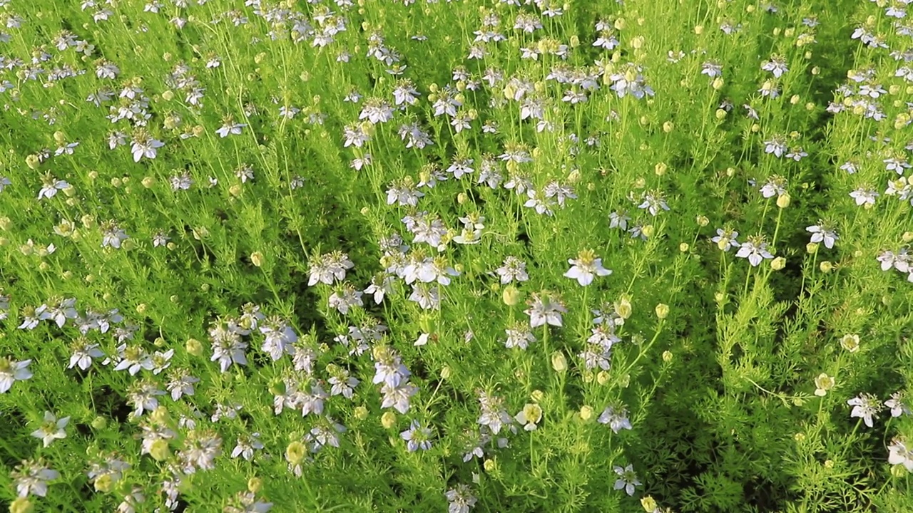 盛开的白色Nigella sativa花在田野的风中摇摆。白色和绿色的花背景景观视图