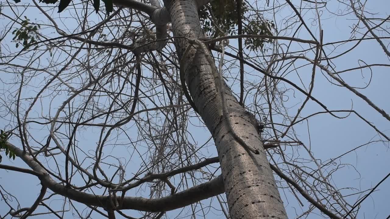 干死的金合欢树枝挂在树上修剪后的天空背景