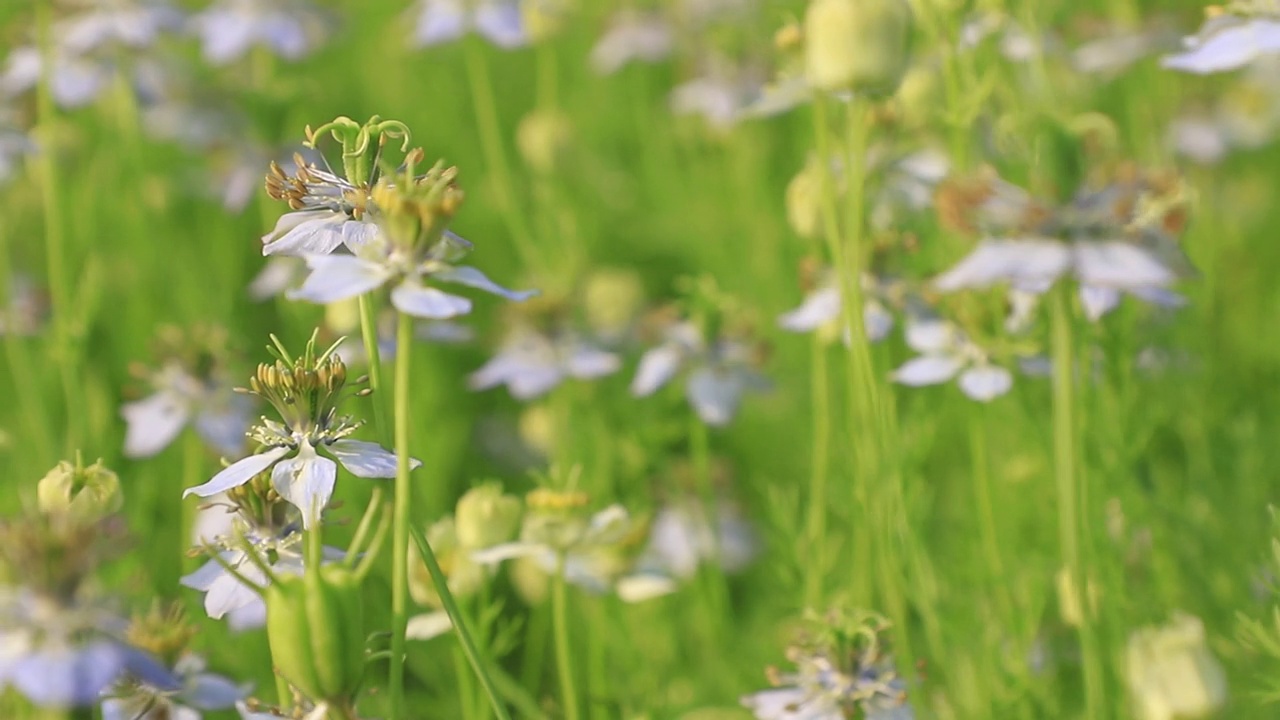 (特写镜头)盛开的白色Nigella sativa花在田野的风中摇曳。白色和绿色的花背景景观视图