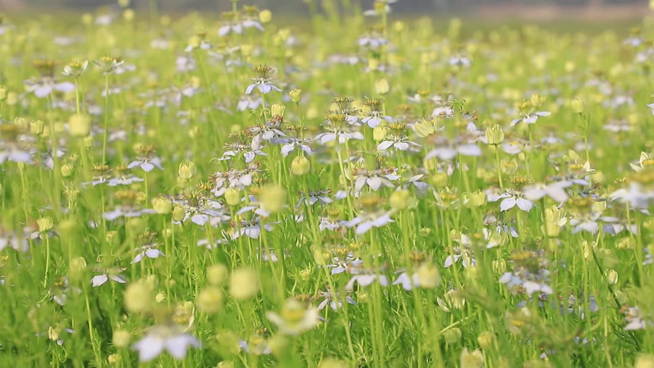 高角度特写镜头盛开的白色Nigella sativa花在风中摇摆在田野。白色和绿色的花背景景观视图。