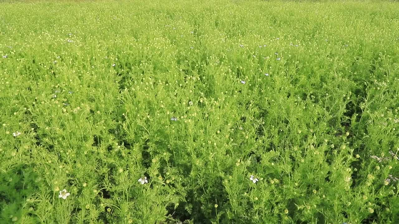 盛开的青花在田野的风中摇曳。美丽的绿色花卉背景景观视图。