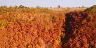 无人机拍摄的秋季森林树木的纹理。