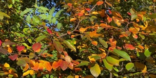 秋叶五彩缤纷的背景。秋树枝叶红、黄、绿、紫、橙，色彩鲜艳。美丽的灌木在风景如画的秋天公园。