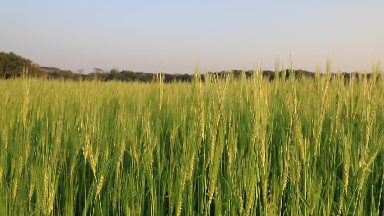 绿色大麦种植园。盛开的绿色小麦在午后的阳光下随风摇摆。