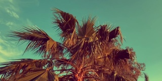 古色古香的大棕榈树在晴朗的热带天空下吹着微风