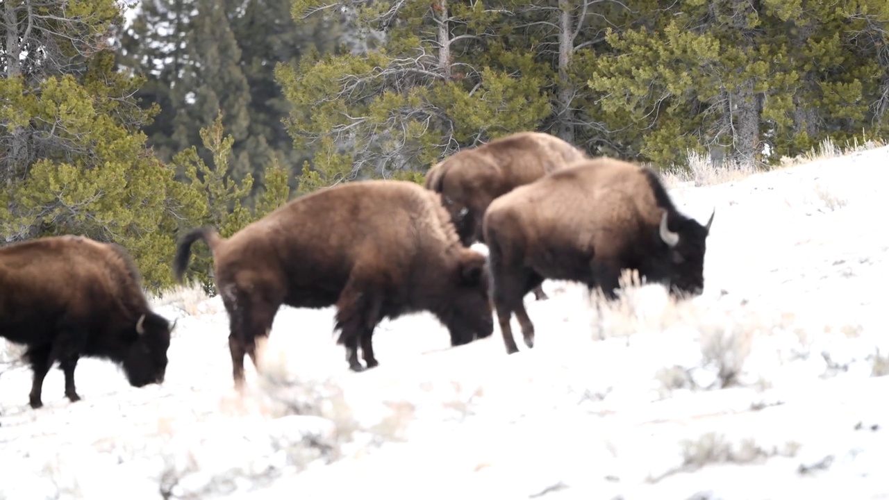 水牛或野牛在雪地里爬陡坡吃草