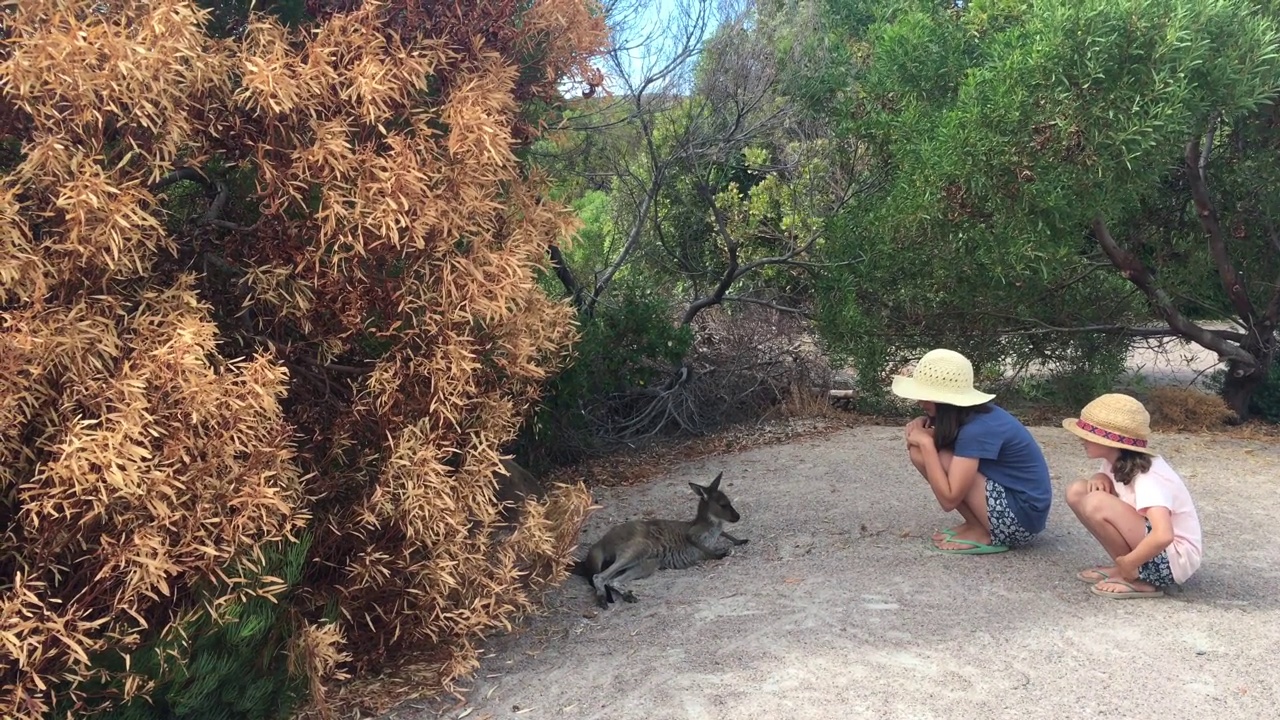 澳大利亚女孩爱抚着一只西部灰色袋鼠幼崽