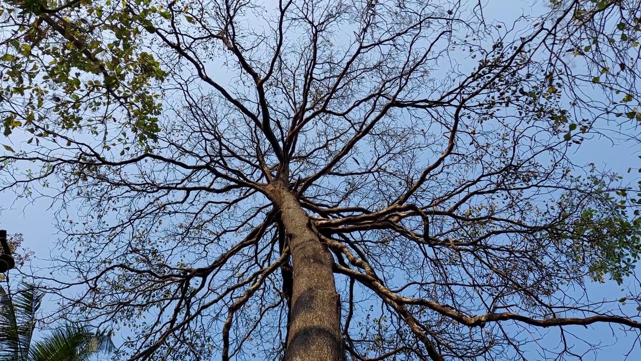 喀拉拉邦的一棵老大树，在蓝色的天空下没有叶子