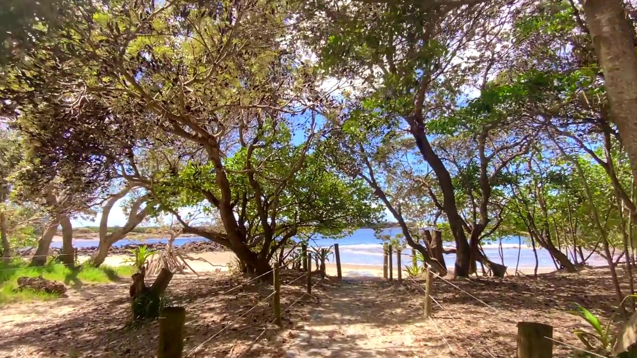穿过热带树木的海滩入口