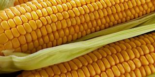 农场新鲜的黄色玉米。农业玉米农场收获。金玉米种植。生产粮食的生态农民。