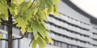 枫树上湿漉漉的绿叶在风中摇曳，衬托着建筑的背景。