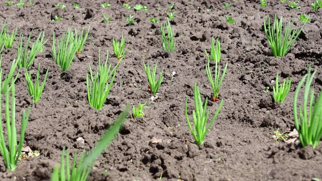 户外青苗。有机营养，菜园里种植的健康食品，洋葱。