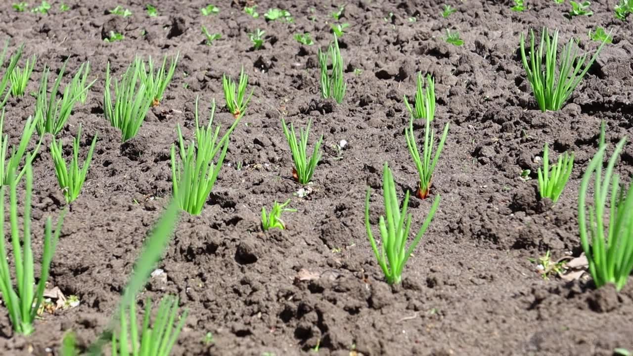 详情图-户外青苗。有机营养，菜园里种植的健康食品，洋葱。