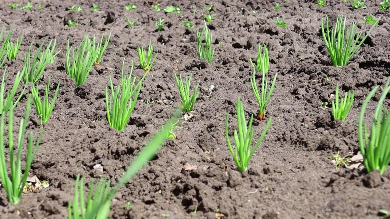 详情图-户外青苗。有机营养，菜园里种植的健康食品，洋葱。
