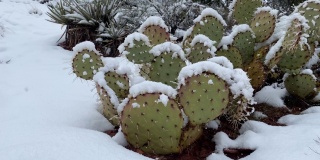 雪落在亚利桑那沙漠的一棵仙人掌上