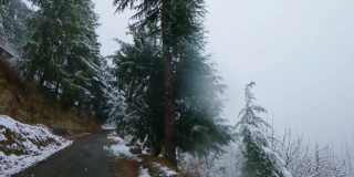 冬季，印度喜马恰尔邦马纳里路边的松树前下雪的慢镜头。喜马偕尔的冬季降雪。