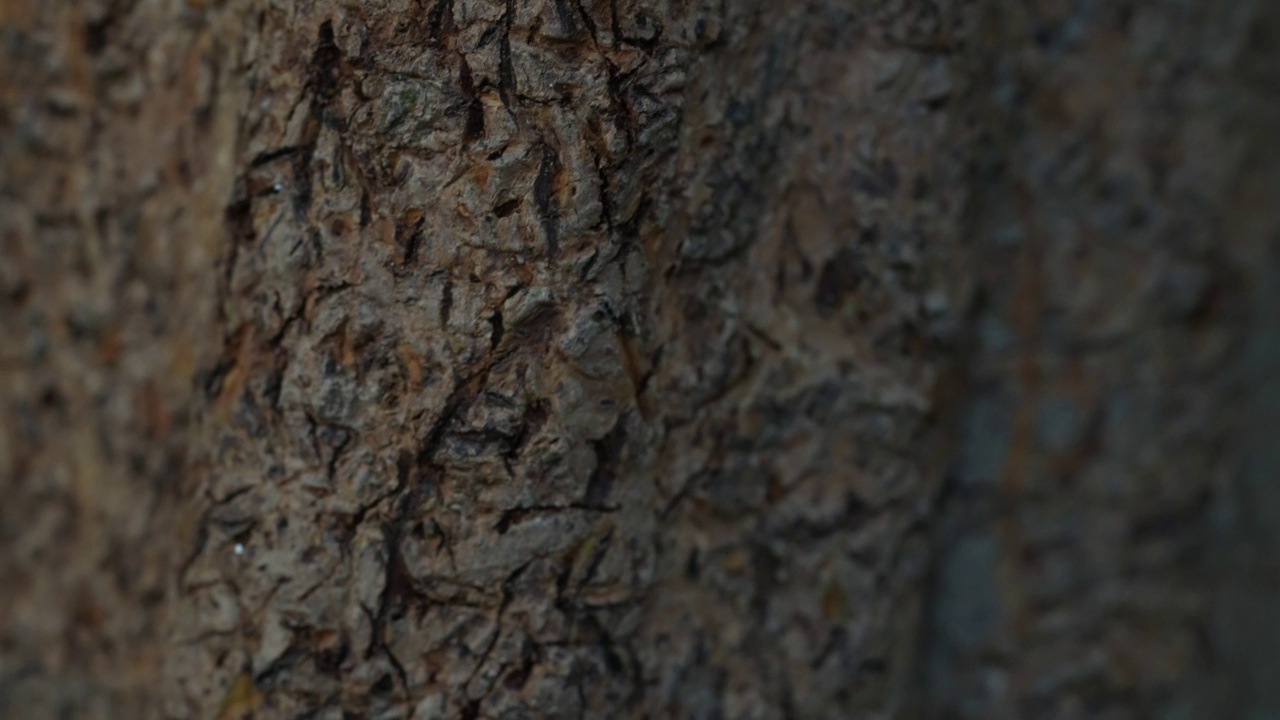 木，石的微距镜头。树干、树木材料的特写细节镜头。自然的概念。