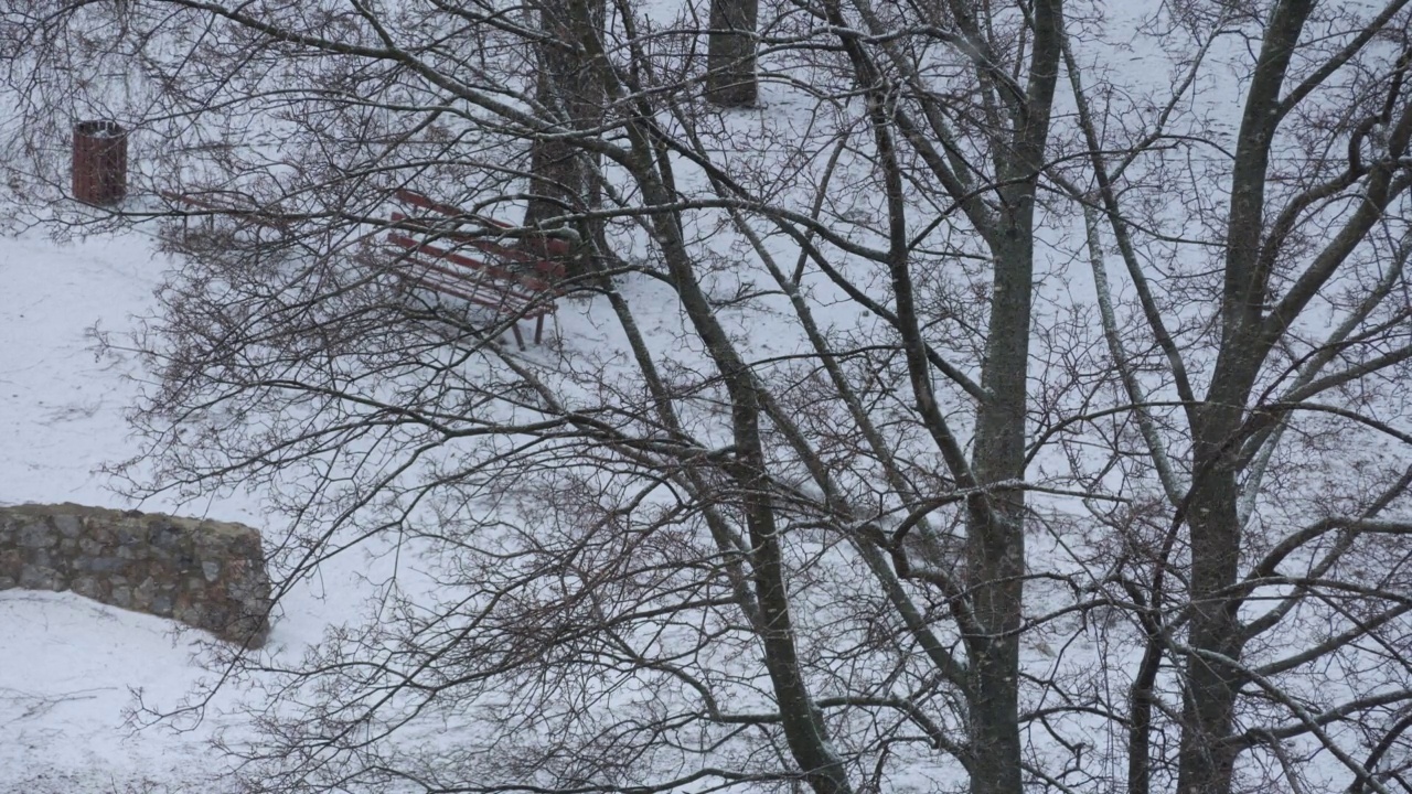 雪从黑暗的冬天的天空落在树上