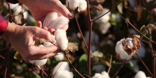 盛开的棉花地里劳作。那个女人在日落时分摘棉花。农业和纺织工业