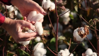 盛开的棉花地里劳作。那个女人在日落时分摘棉花。农业和纺织工业