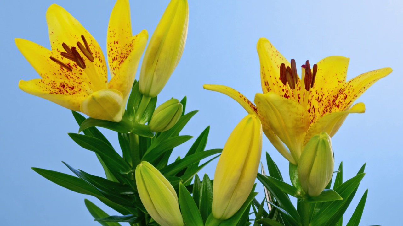 详情图-微距延时拍摄盛开的黄色东方百合花，孤立在蓝屏特写镜头