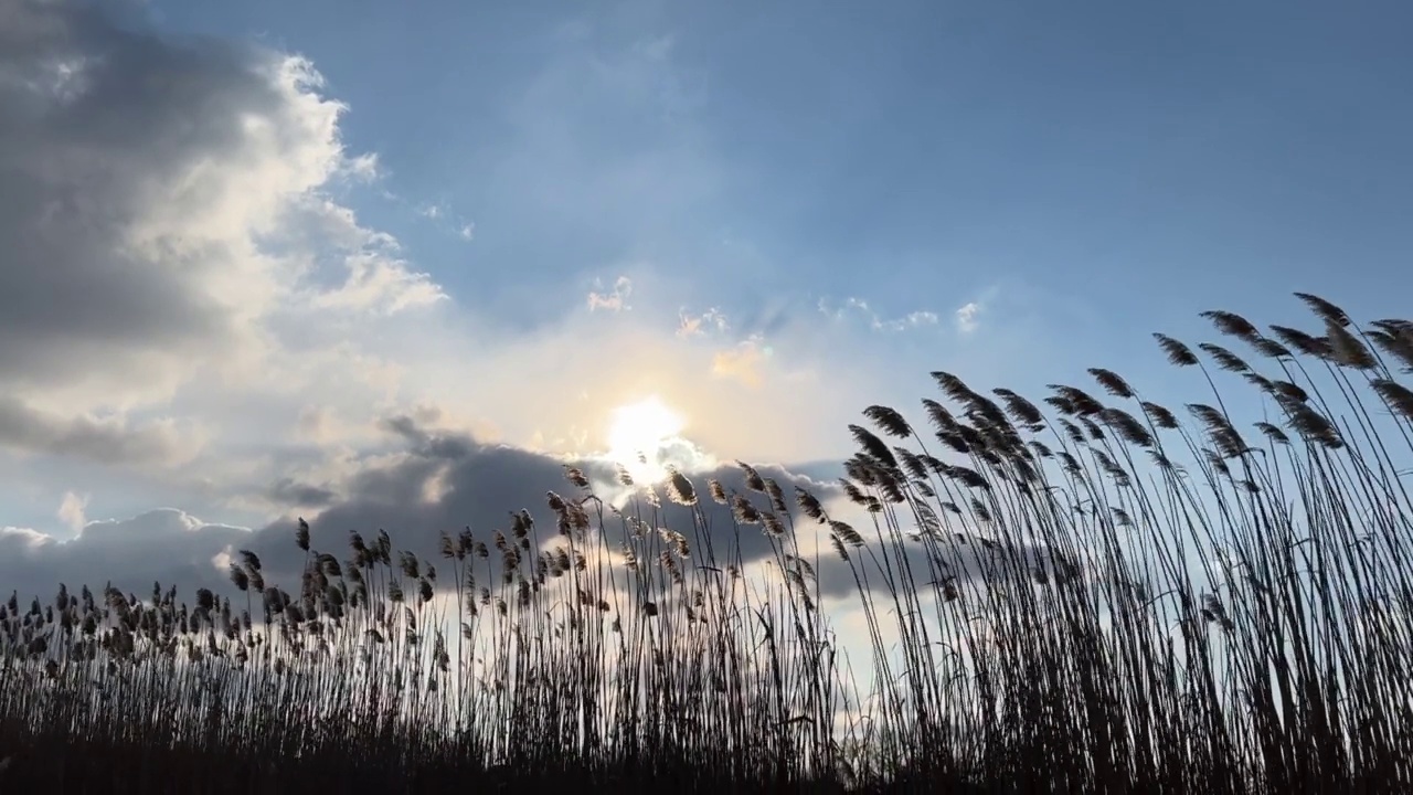 芦苇摇曳，映衬着夕阳下多云的天空。美丽的夜晚景观。