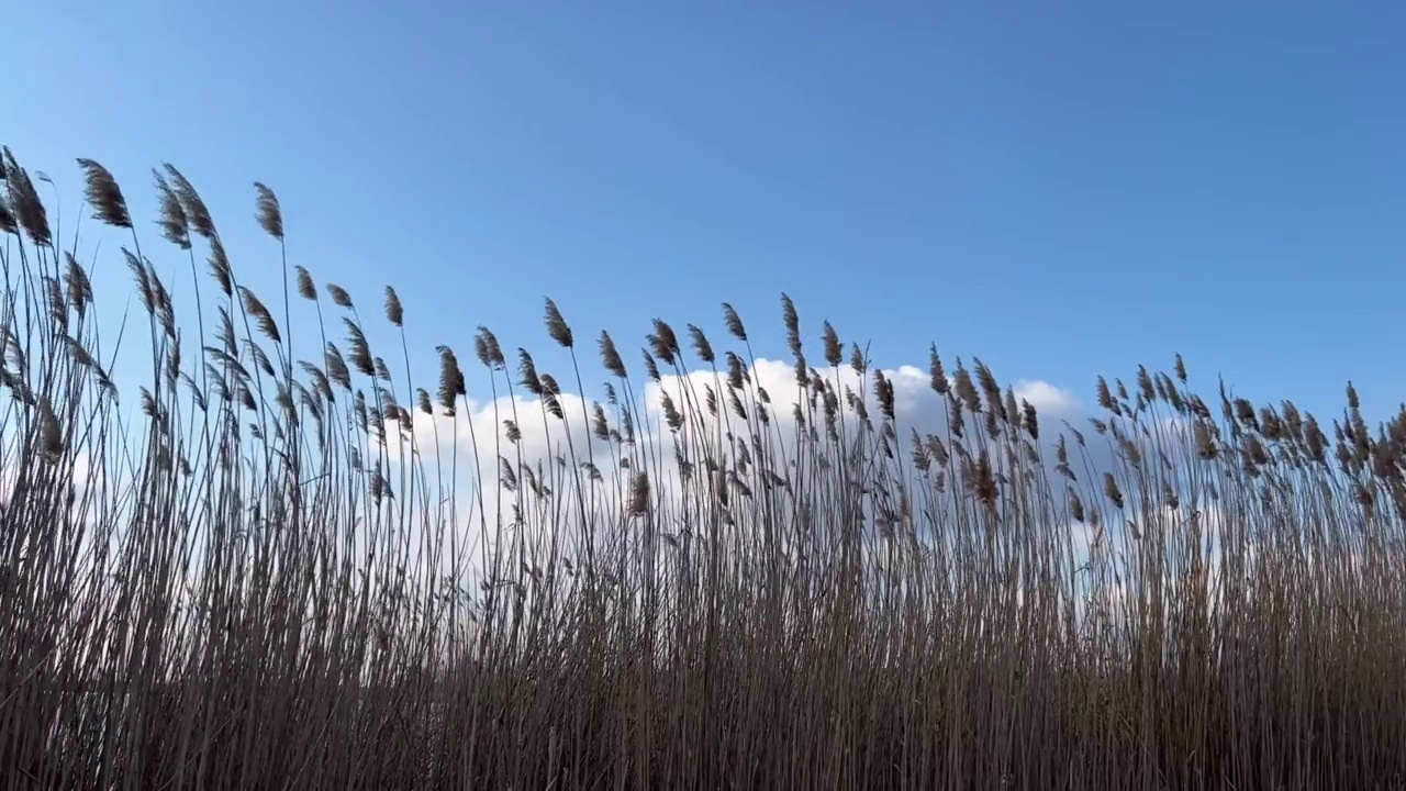 芦苇在多云的天空中摇曳。美丽的风景。