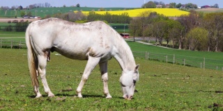 白马在草地上享受青草