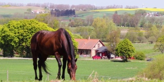 棕色的马在吃草