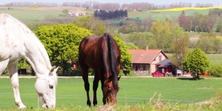 两匹马在田野上吃草